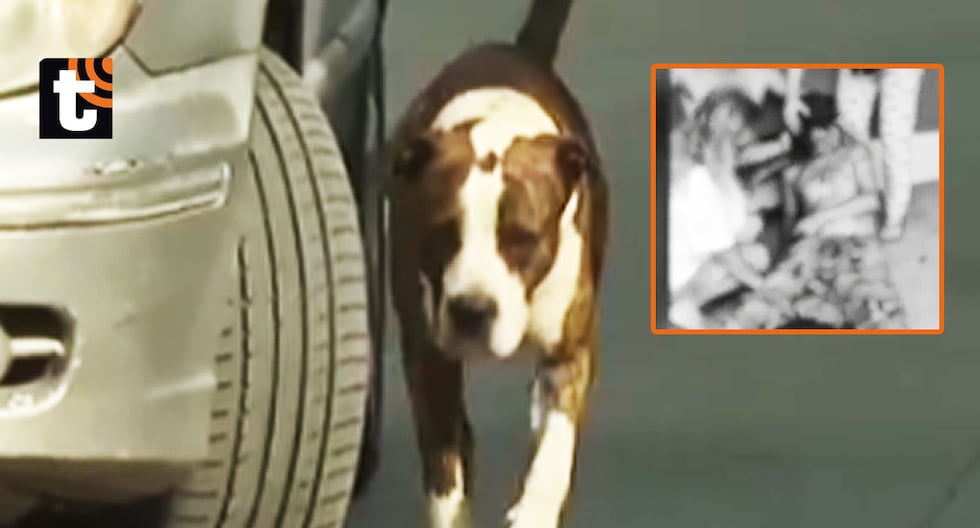 Ataque brutal de pitbull deja gravemente herido a vecino en Villa El Salvador