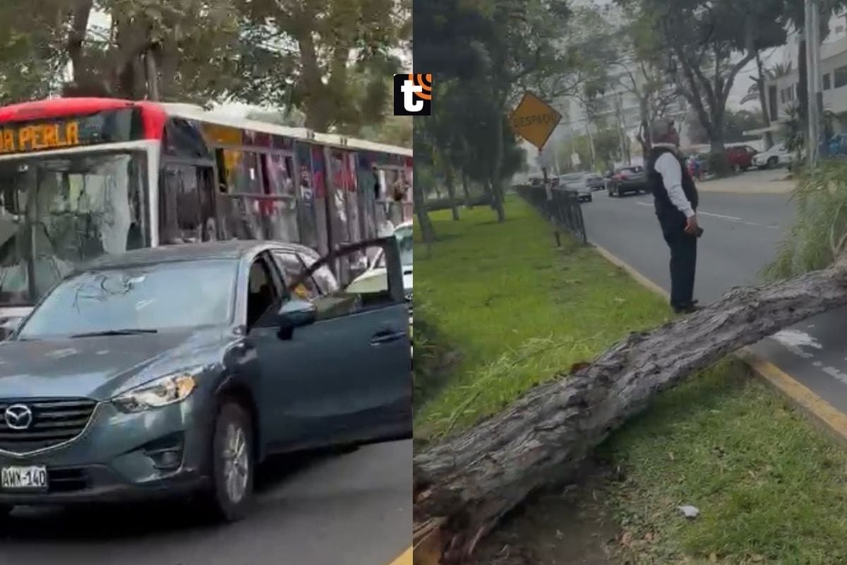 El tránsito en la zona se vio afectado por varios minutos hasta la retirada del árbol.