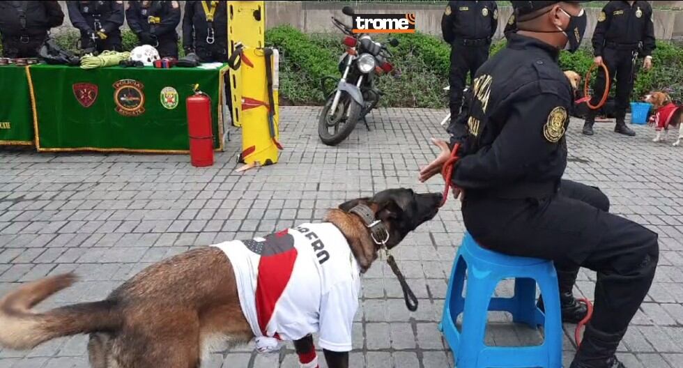 Canes de la policía reciben entrenamiento y se especializan para participar en acciones con sus guías. (Trome)