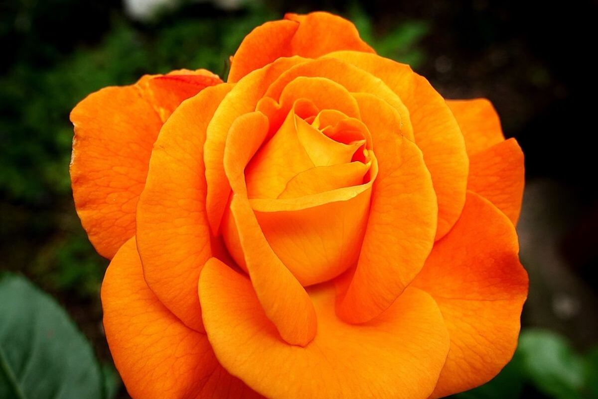 Las rosas naranjas simbolizan la pasión (Foto: Pixabay)