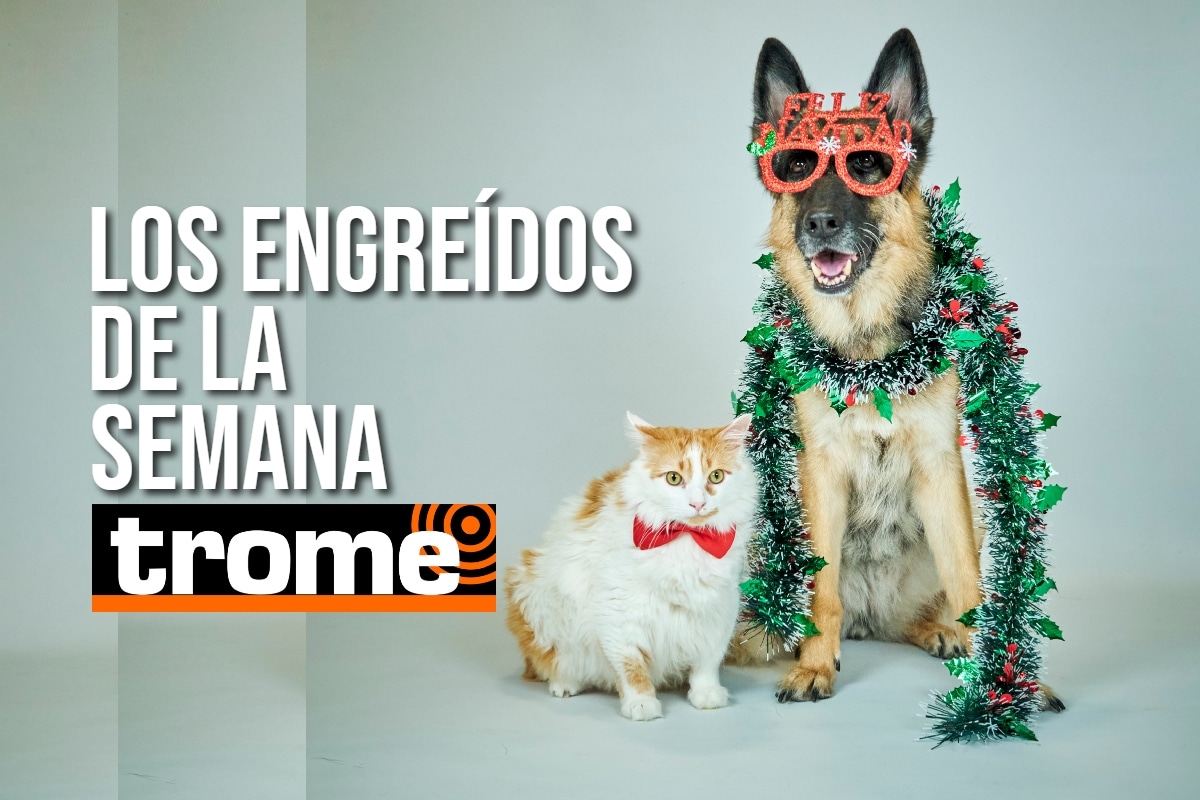 Conoce a las mascotitas de nuestros lectores y anímate a enviar fotos de tu engreído de cuatro patas. Foto: Istock.