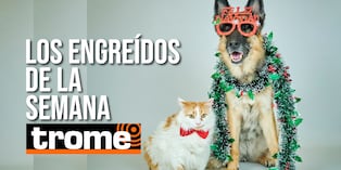 Conoce a las mascotitas de nuestros lectores y anímate a enviar fotos de tu engreído de cuatro patas. Foto: Istock.