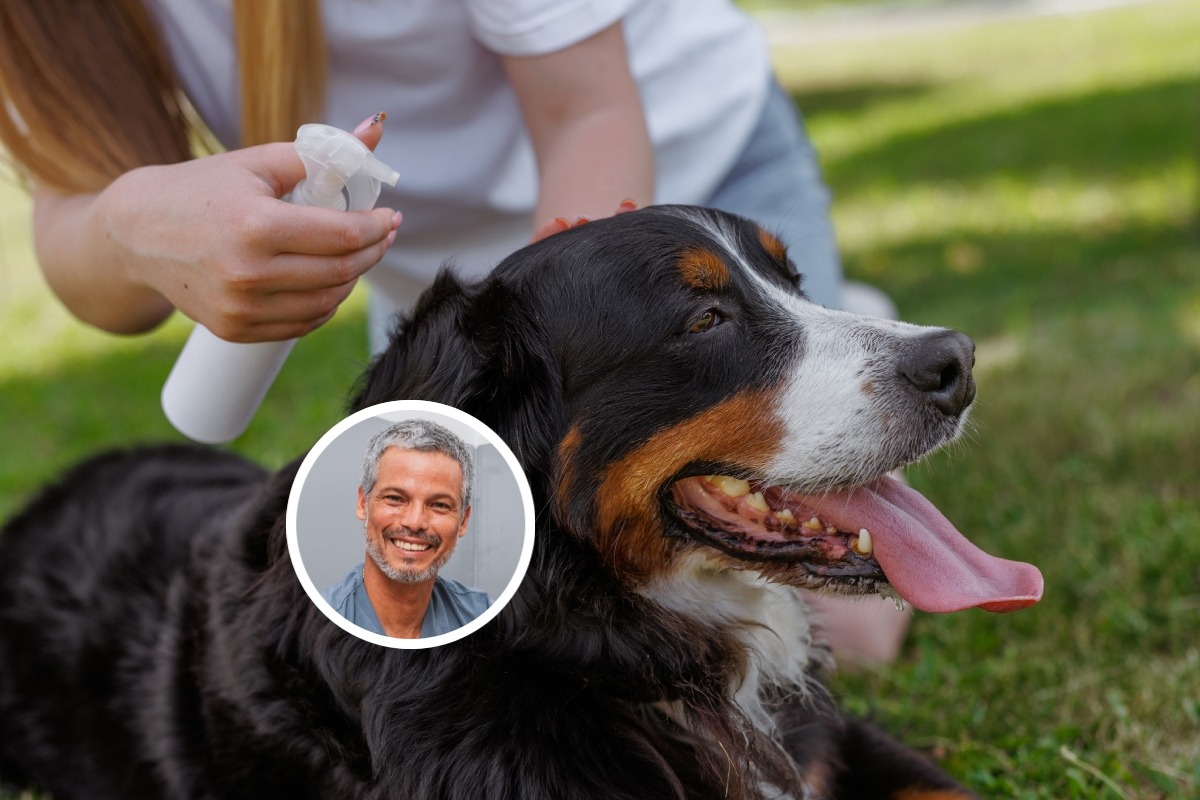 Las feromonas ayudan a calmar la ansiedad de los animales. Foto: Istock.