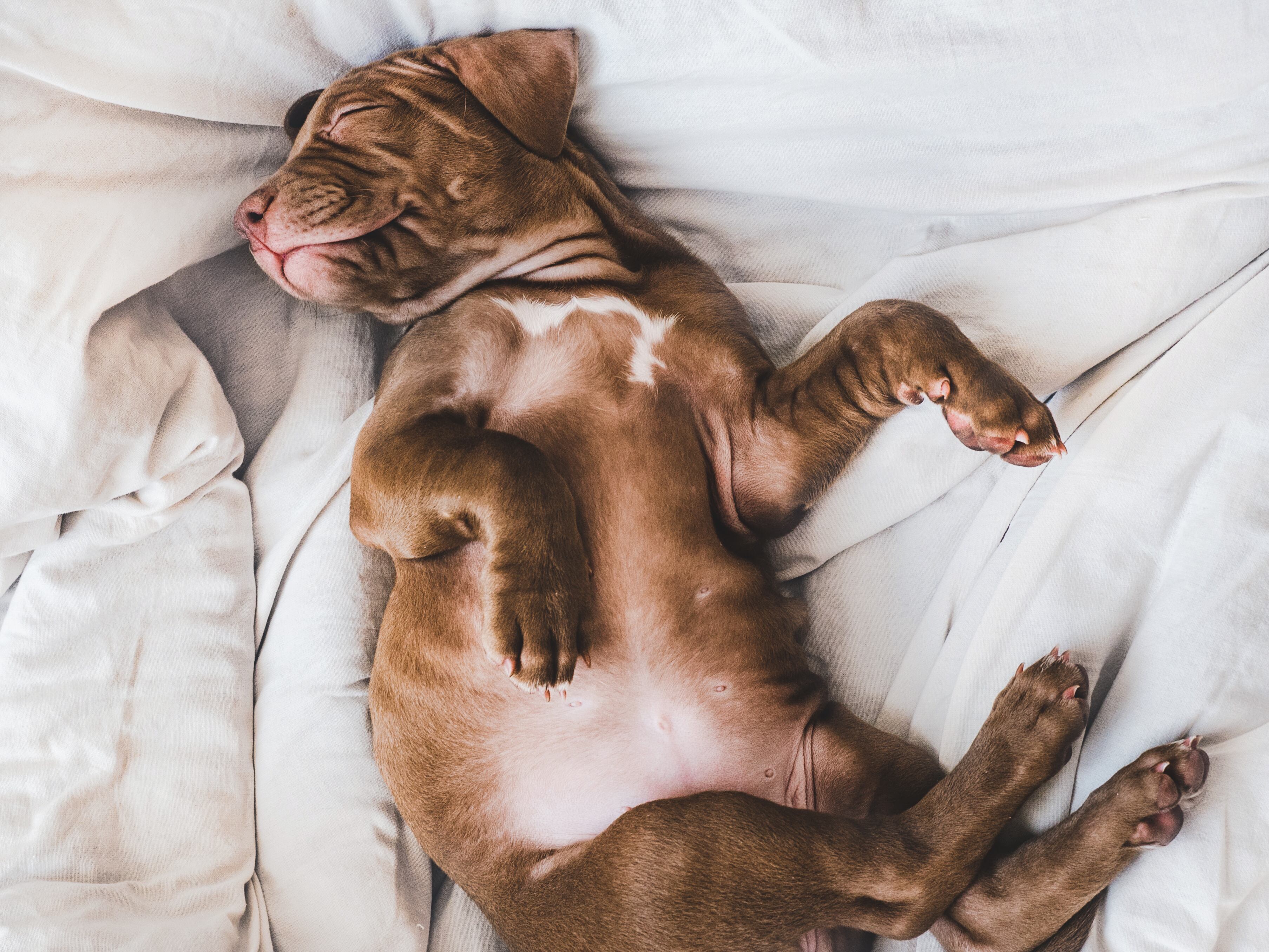 Si tu perro tiene problemas para dormir, asegúrate de que realice suficiente actividad física durante el día para que libere energía. Foto: Istock