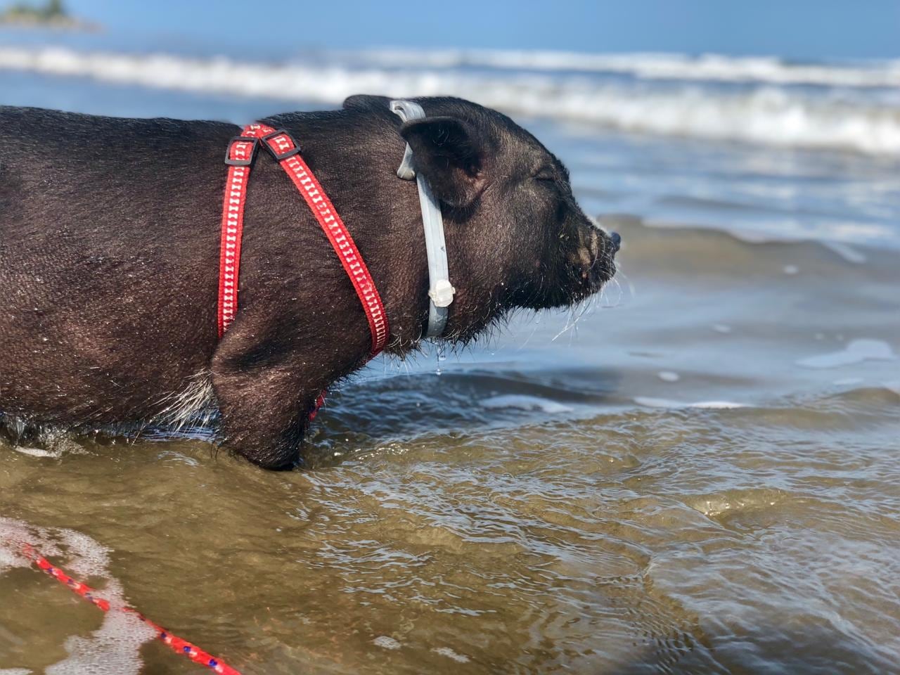 A Lorenzo le encanta pasear y viajar en auto con su familia. Estuvo en Tumbes y en Marcahuasi.