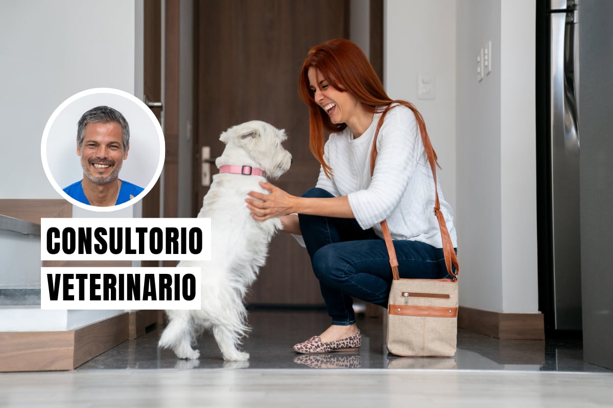 ¿Tu perro se emociona demasiado al verte? Estas señales pueden revelar ansiedad