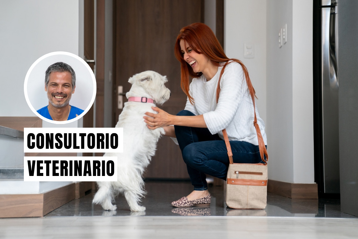 Tu perro se emociona mucho al verte porque libera oxitocina, aunque una bienvenida exagerada también puede reflejar estrés o ansiedad por separación acumulados. Foto: composición/Istock