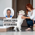 ¿Tu perro se emociona demasiado al verte? Estas señales pueden revelar ansiedad