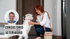 ¿Tu perro se emociona demasiado al verte? Estas señales pueden revelar ansiedad