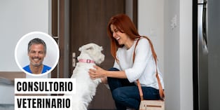 Tu perro se emociona mucho al verte porque libera oxitocina, aunque una bienvenida exagerada también puede reflejar estrés o ansiedad por separación acumulados. Foto: composición/Istock