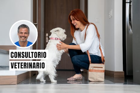 ¿Tu perro se emociona demasiado al verte? Estas señales pueden revelar ansiedad
