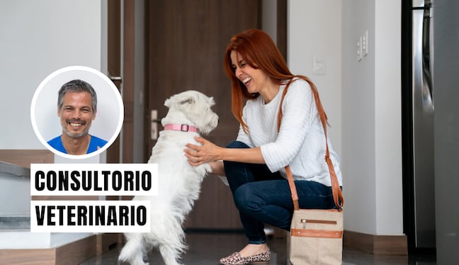 Tu perro se emociona mucho al verte porque libera oxitocina, aunque una bienvenida exagerada también puede reflejar estrés o ansiedad por separación acumulados. Foto: composición/Istock