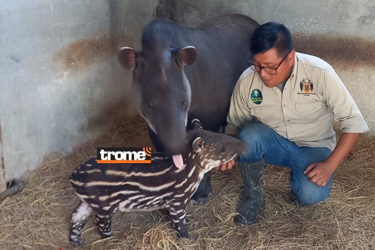 Nuevas crías de animalitos alegran aún más el recinto y el público ya puede visitarlos. (Trome)