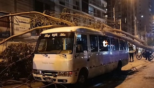 ¡Pudo ser una tragedia! árbol cae sobre cúster con escolares en plena avenida Pershing