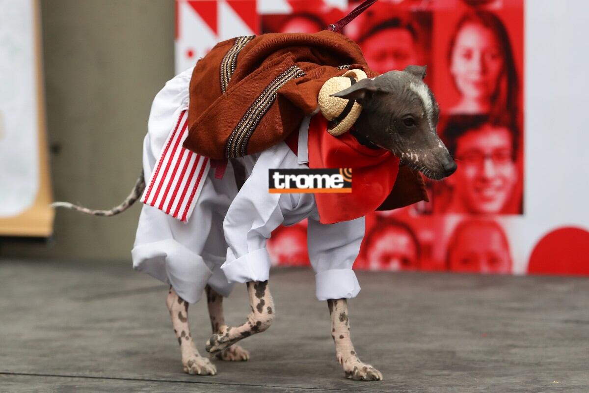 Perritos peruanos sin pelo son Patrimonio Cultural de la Nación. Celebraron su día y junto a sus amos realizaron un banderazo de apoyo a la selección peruana. (Isabel Medina / Fotos; Jesús Saucedo / Trome).