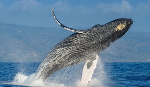 Turismo sostenible: urge regular el avistamiento de ballenas en Perú para proteger las especies marinas
