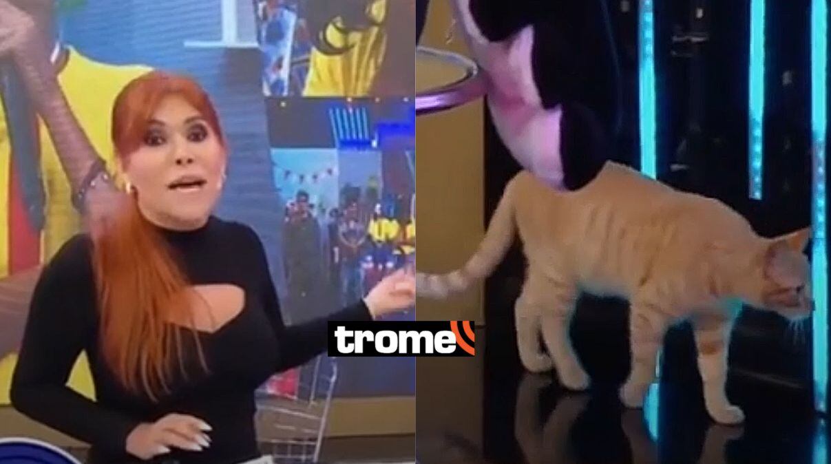 Magaly se sorprendió cuando una gata apareció en su set en pleno programa EN VIVO