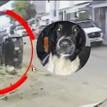 ¡Sicario balea perrito en Surco! Dispara contra grupo de amigos y deja heridos dos hombres y una mascota