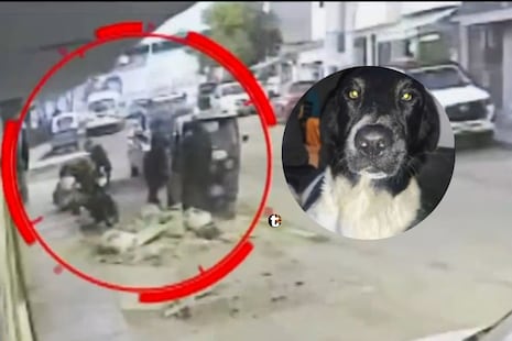 ¡Sicario balea perrito en Surco! Dispara contra grupo de amigos y deja heridos dos hombres y una mascota