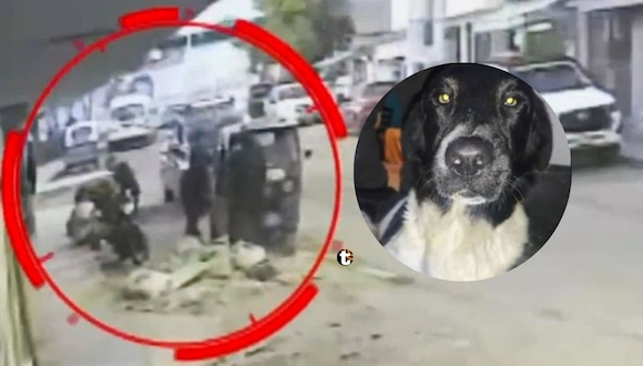 TROME | Sicario encapuchado hiere a dos hombres y dispara contra un perro que logró sobrevivir. Video: ATV