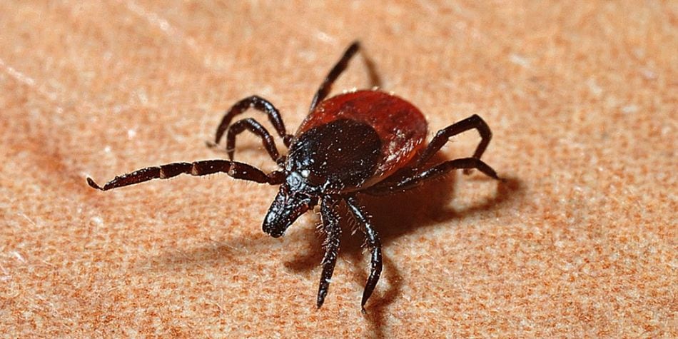 La enfermedad de Lyme, la ehrlichiosis, la babesiosis o la tularemia son causadas por las garrapatas (Foto: Pixabay)