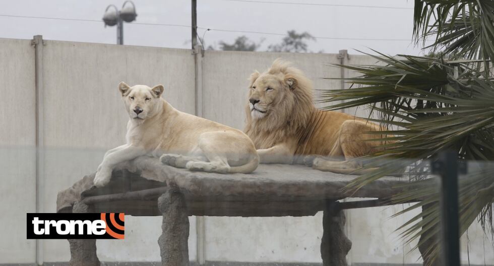 'Civa' y 'Leonarda' recibirán DNI al cumplir etapa de adultez