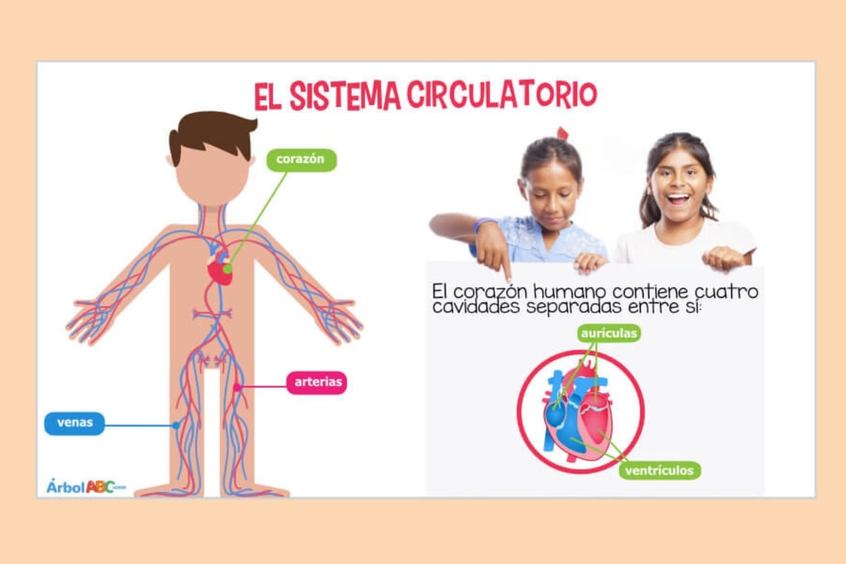 Red incluye arterias, venas y capilares, claves para la circulación. Foto: Internet.