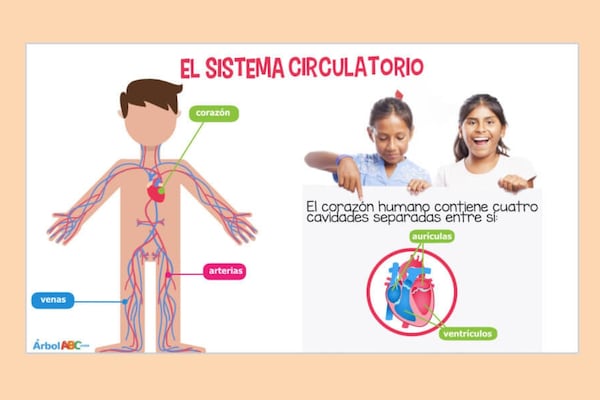 Red incluye arterias, venas y capilares, claves para la circulación. Foto: Internet.
