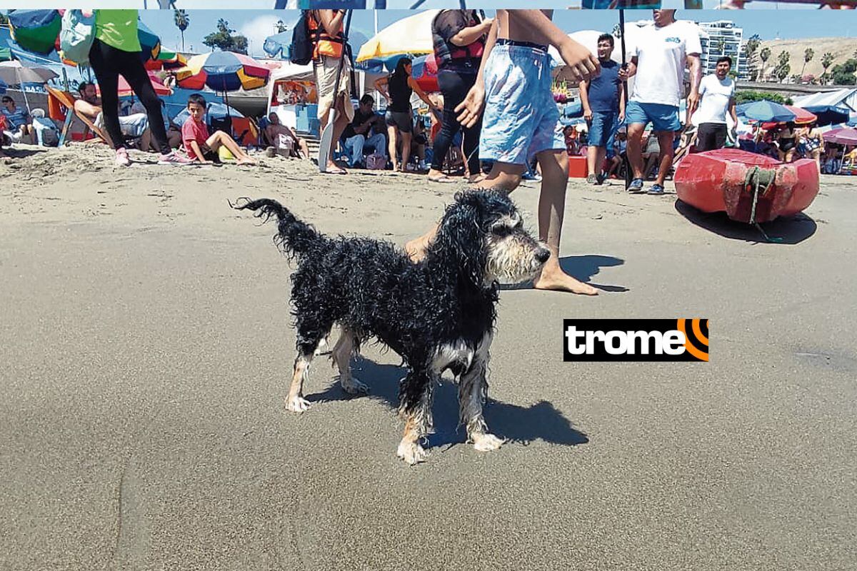 ‘Cristina’, la perrita que es campeona nadando en las playas de Chorrillos. (Foto: Trome)