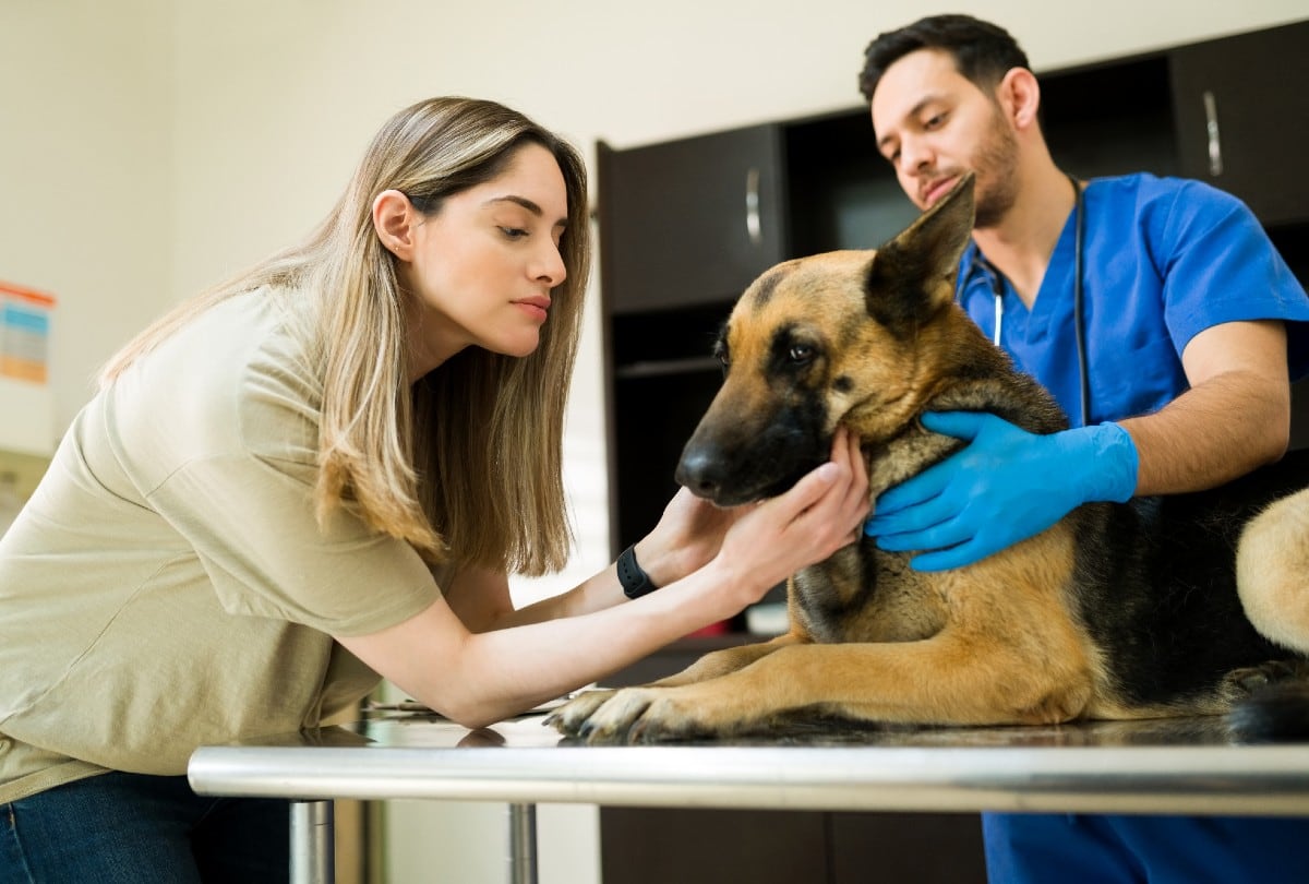 Las alergias en perros son reacciones del sistema inmunológico a sustancias inofensivas. Las más comunes son las picaduras de pulgas (DAPP), ambientales (polen, polvo, moho) o alimentarias. Foto: Istock