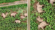 Video viral: manada de elefantes duerme en campo de maíz en China
