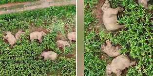 Video viral: manada de elefantes duerme en campo de maíz en China