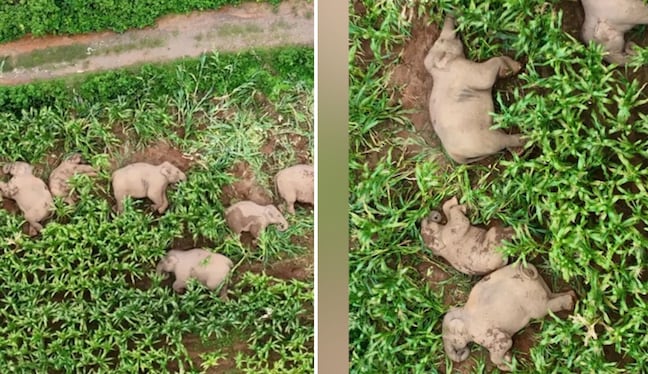 Video viral: manada de elefantes duerme en campo de maíz en China