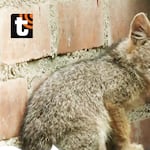 Otro 'Run run': Hallan zorrito escondido dentro de carwash en SMP