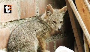 ¡Otro ‘Run Run’ en Lima! Encuentran zorrito escondido dentro de carwash en SMP y lo bautizan como ‘Titín’