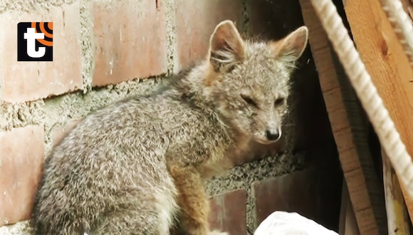 TROME - Encuentran zorrito escondido dentro de carwash en SMP y lo bautizan como ‘Titín’