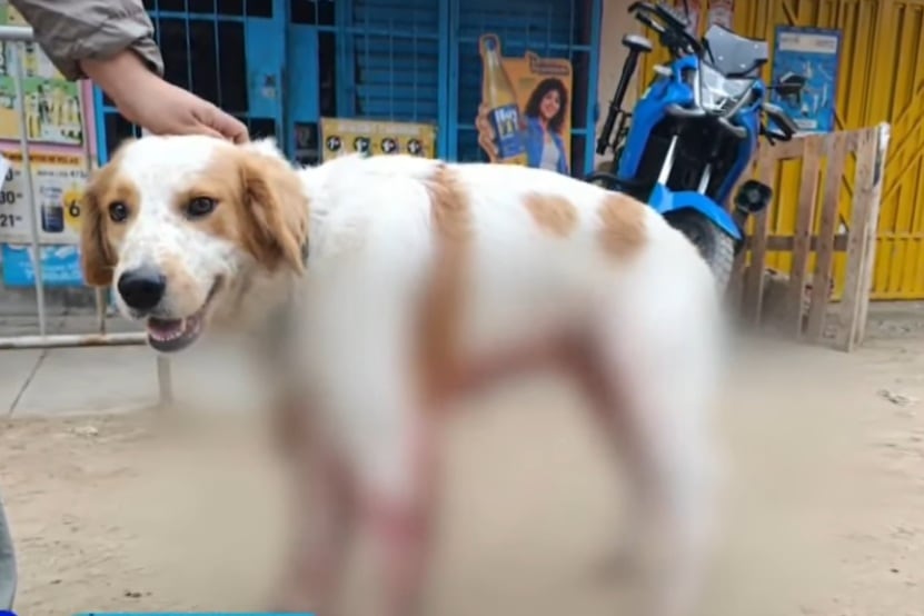 Perrito fue herido por proyectiles. (Ocurre Ahora)
