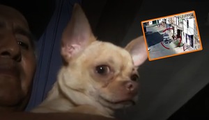 Apareció ‘Marianito’, el perrito que fue robado junto a objetos de casa en San Martín de Porres