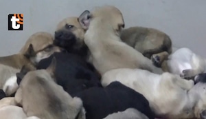 ¡Malditos! Extorsionadores detonan explosivo en albergue de perros: exigían pago de 20 mil soles a propietario