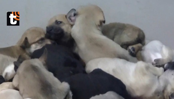 Trujillo: extorsionadores detonan explosivo en albergue de perros