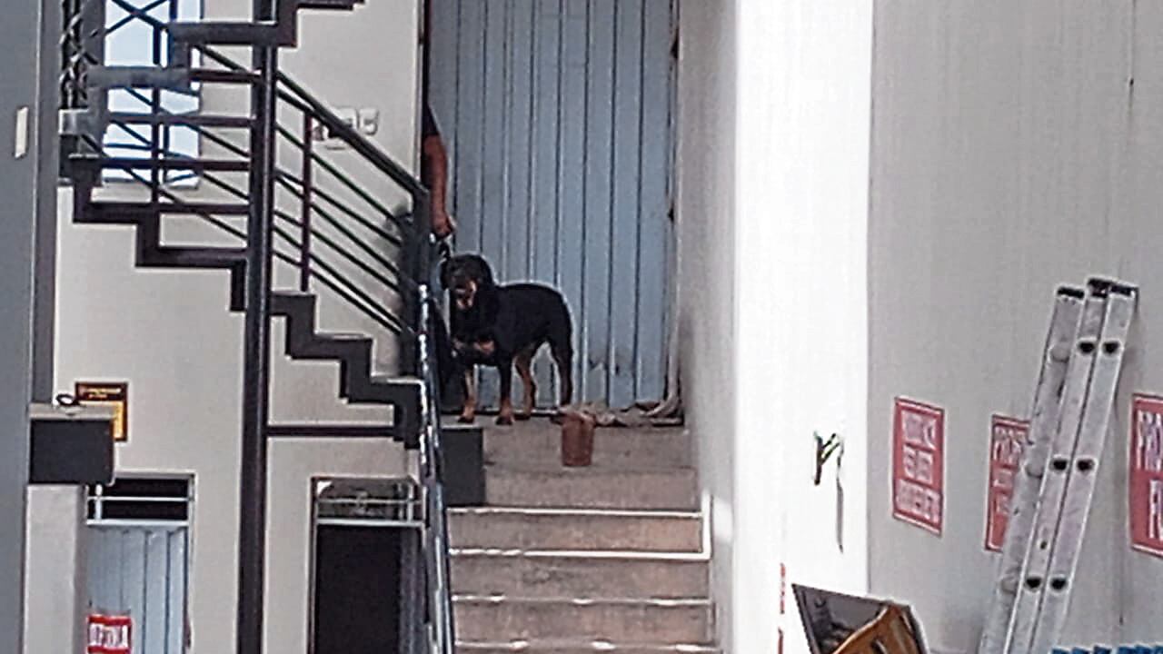 Danna, una perra de raza rotweiler, asustó a los ladrones. Foto: GEC.