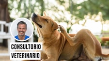 Señales de alergia en perros: cuándo el rascado deja de ser normal