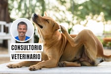 Señales de alergia en perros: cuándo el rascado deja de ser normal