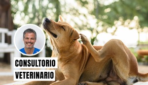 Señales de alergia en perros: cuándo el rascado deja de ser normal