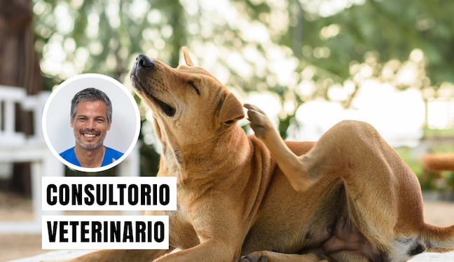 Las alergias en perros son reacciones del sistema inmunológico a sustancias inofensivas. Las más comunes son las picaduras de pulgas (DAPP), ambientales (polen, polvo, moho) o alimentarias. Foto: composición/Istock