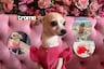 Chloe: La chihuahua ‘fashionista’ que adora lucir siempre regia
