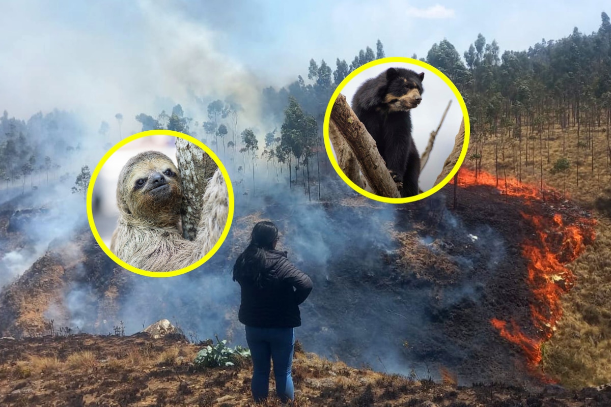 Incendios forestales consumen flora y fauna del país.