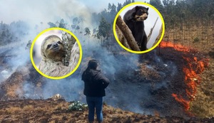 ¿Cómo afectan los incendios forestales a nuestra flora y fauna?