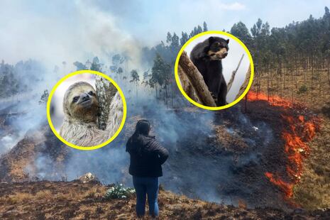 ¿Cómo afectan los incendios forestales a nuestra flora y fauna?
