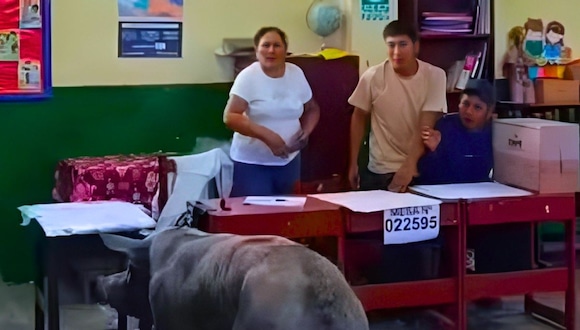 Cerdo burló seguridad e ingresó a salones de voación (Foto: @elmercuriomanta)